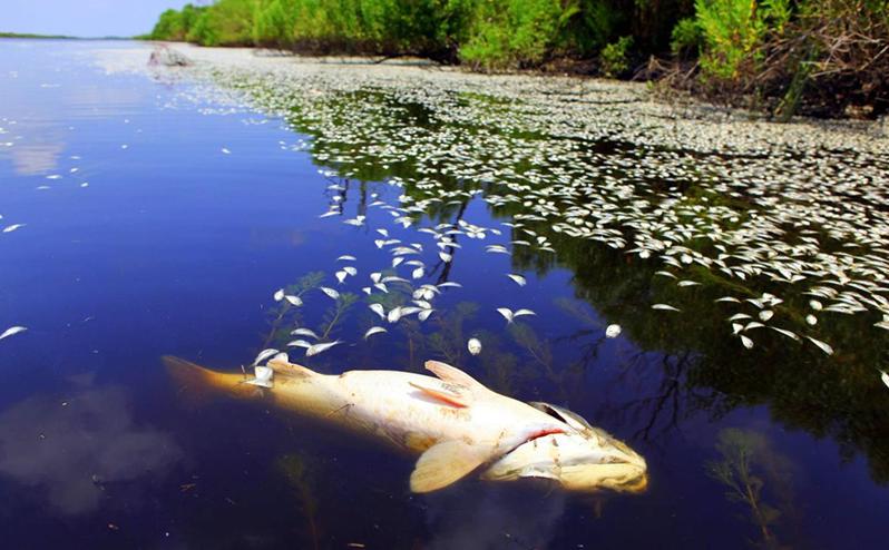 Cá chết hàng loạt – Wikipedia tiếng Việt