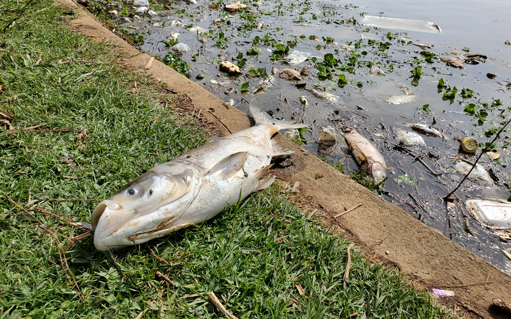 Đà Lạt: Nhiều cá chết nổi trên mặt hồ Xuân Hương - Báo điện tử Lâm Đồng