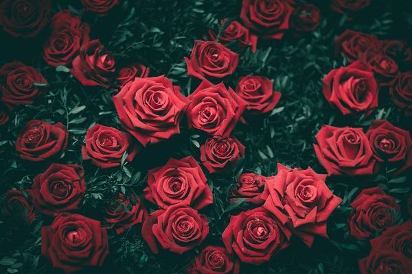 1 Giải mã chiêm bao nằm mơ thấy hoa hồng đánh con gì? – INF Tin Tức Tổng Hợp