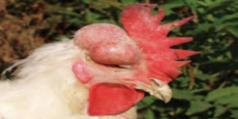 Bệnh E.coli ở gà – Nguyên nhân, triệu chứng và cách phòng trị bệnh - Tiến Thắng Vet